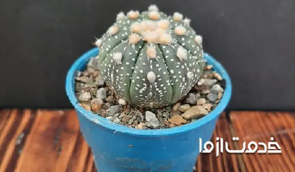 کاکتوس آستروفیتوم آستریاس یا ستاره‌ای